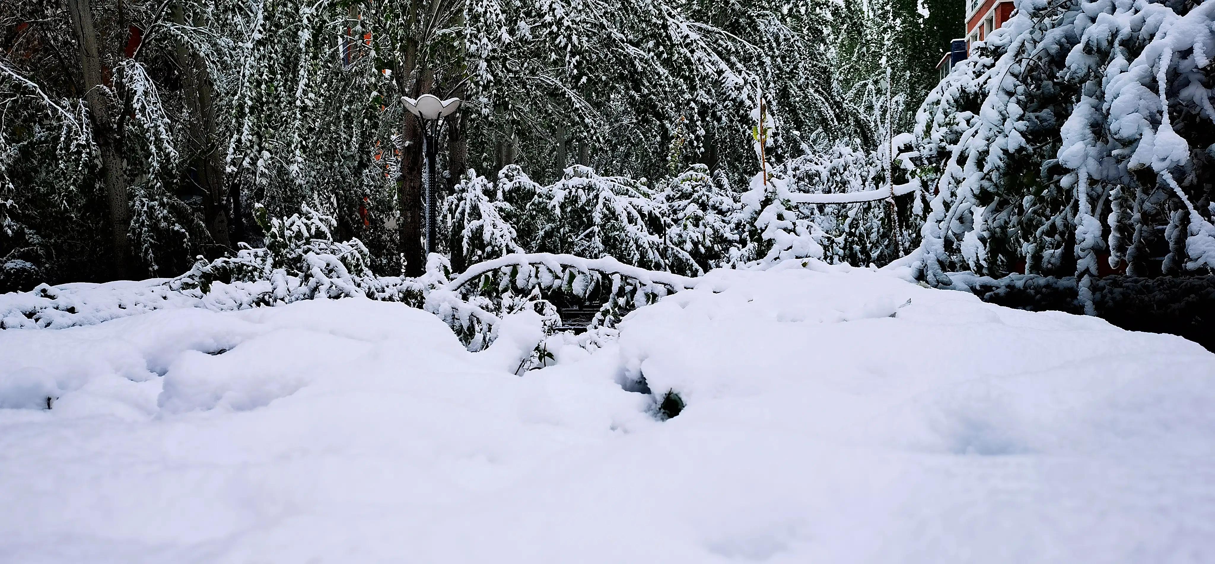 春雪散文随笔,初冬的雪散文