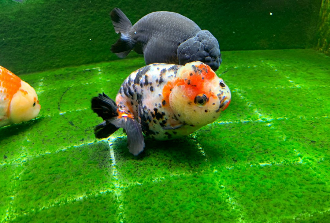 金鱼要怎么养比较好,金鱼如何才能养得好