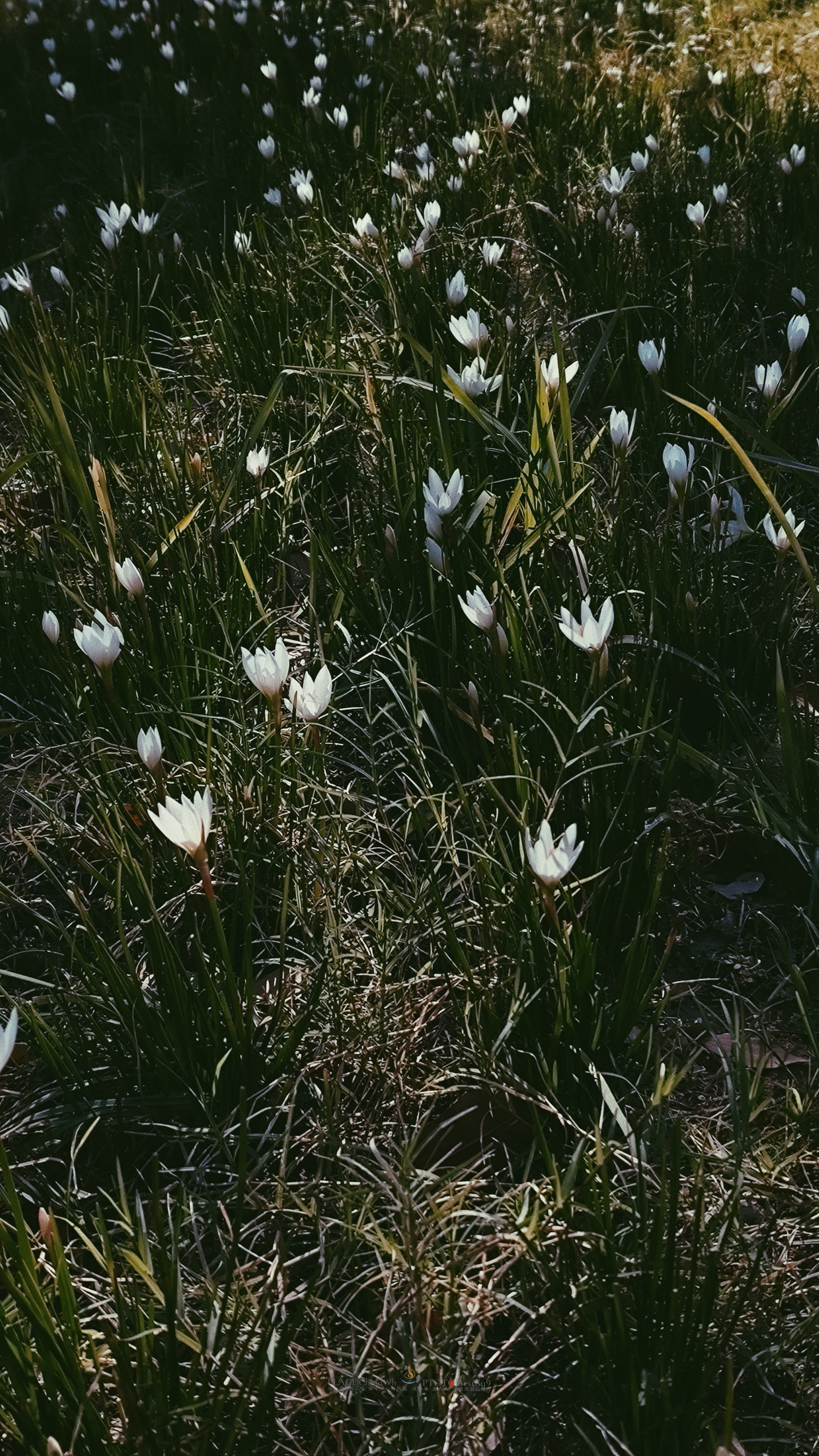 武汉内环大沙湖旅游,武汉沙湖公园最新视频
