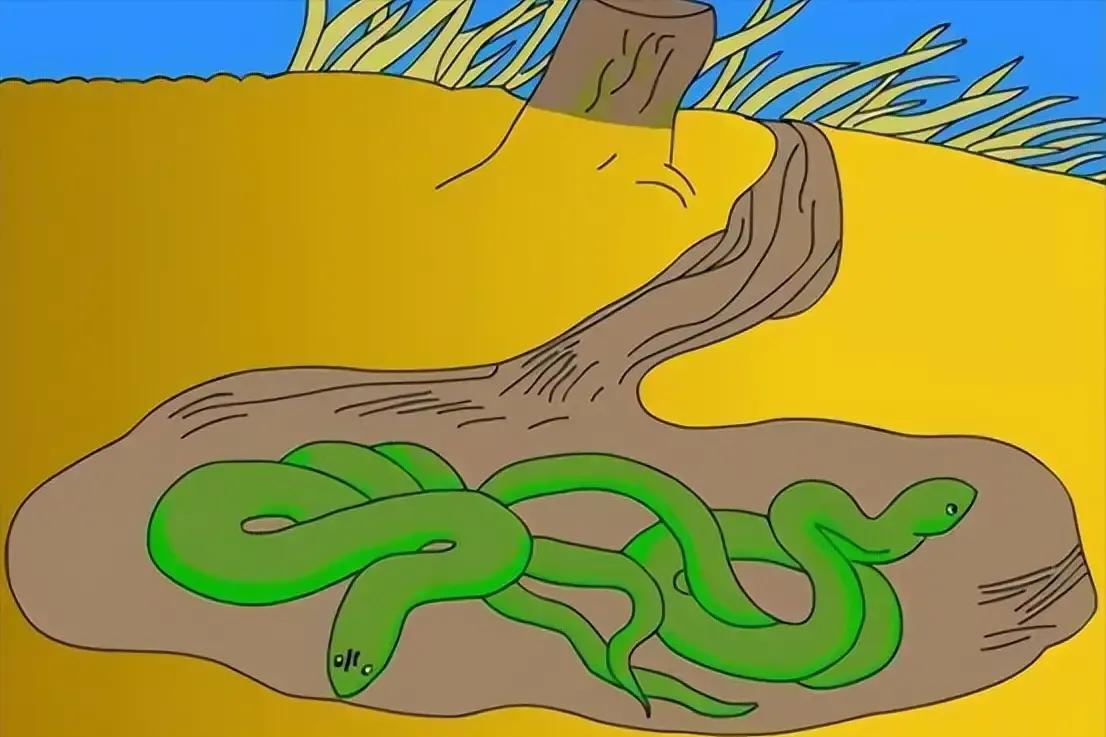 村里老人说：蛇的弱点很多，在野外遇到蛇这样做准没错