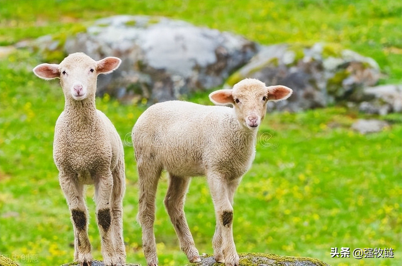 羔羊的护理方法和注意事项,新生羔羊怎么养护