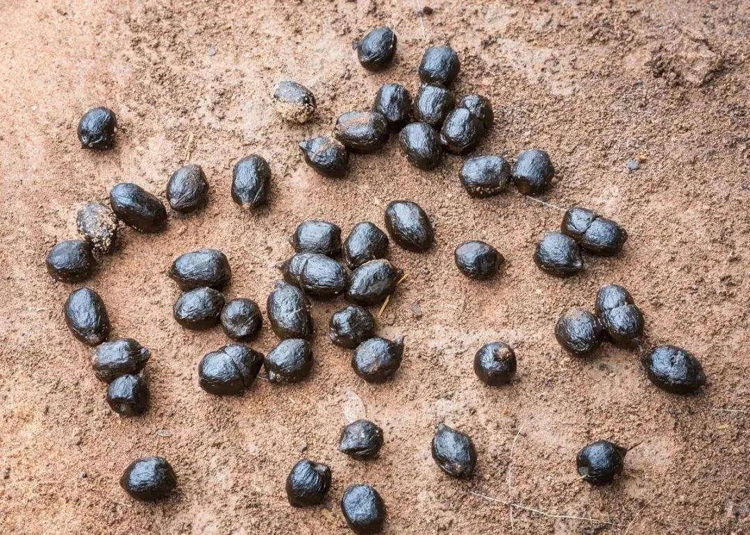 盆土严重板结怎么换土,盆土板结了不换盆怎么办