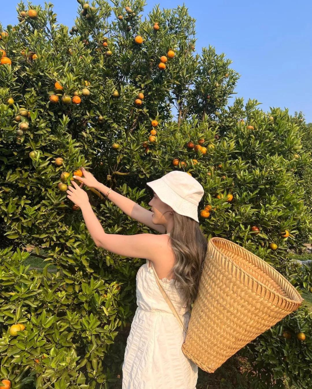 JINJUTheOrangeFarm是清迈的济州岛