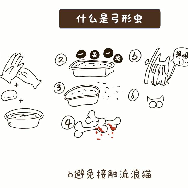 什么是弓形虫病怎么预防,弓形虫是怎么感染猫咪的