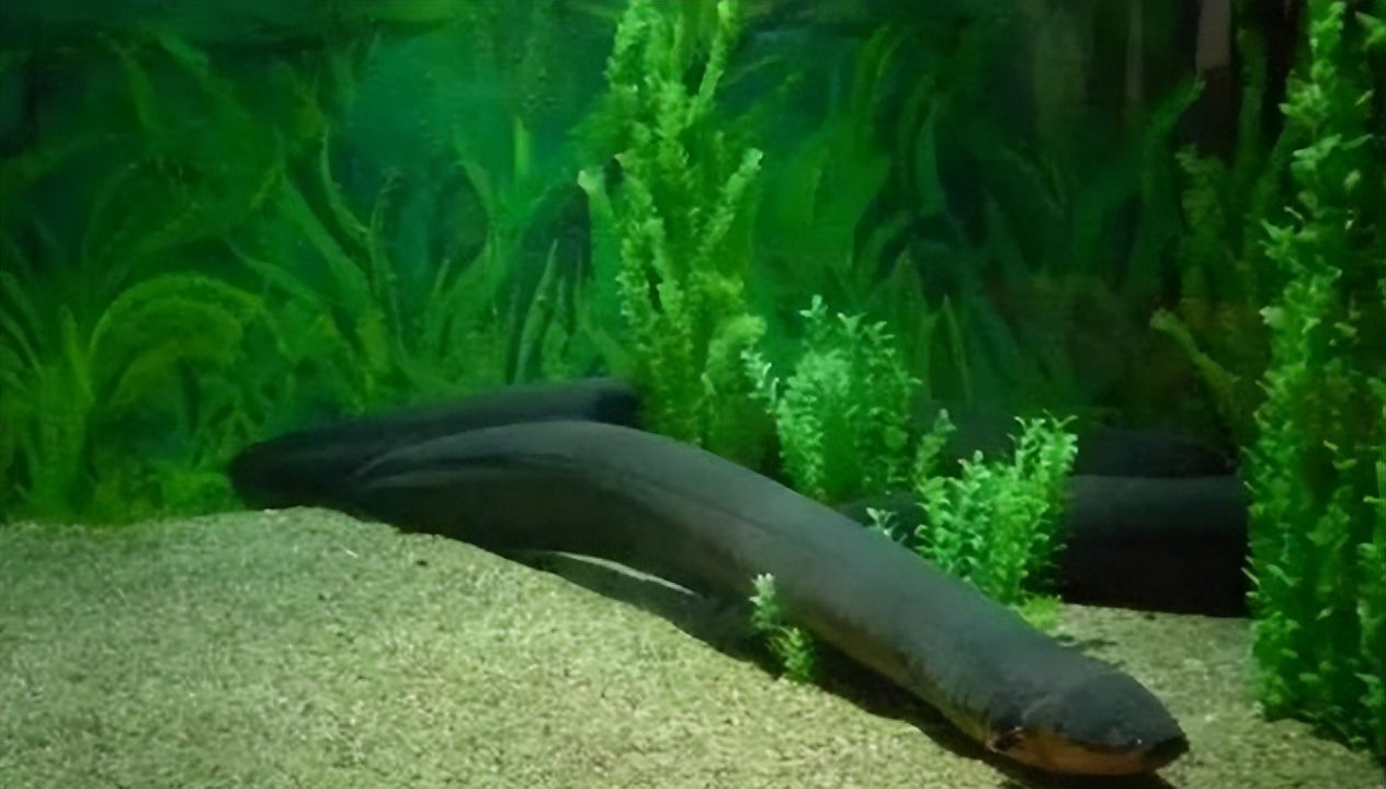 鳄鱼袭击电鳗打法视频,鳄鱼袭击鳗鱼