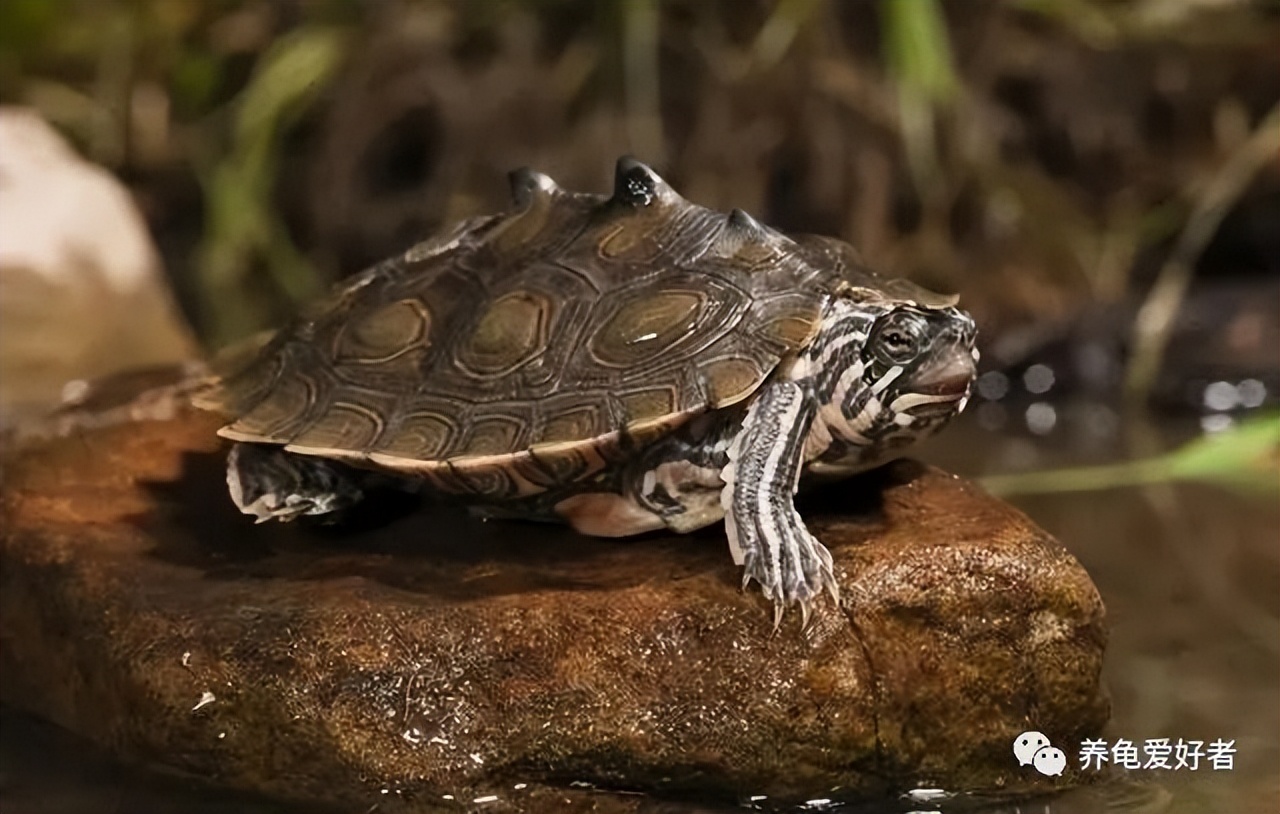 家养的龟为何养不出野生的感觉,野生龟与家养龟的区别是什么