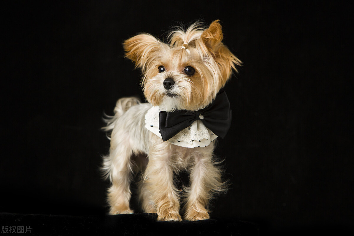 常见的宠物犬种品种有哪些,常见的宠物犬种类及图片大全