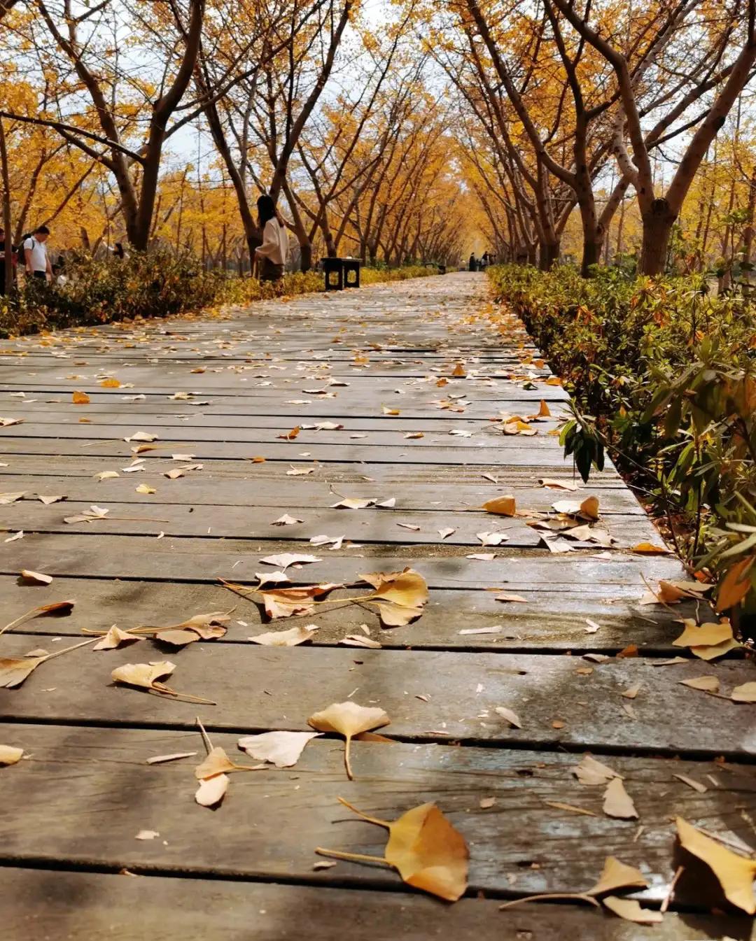 苏州秋季旅游最值得去的地方,苏州赏秋一日游攻略