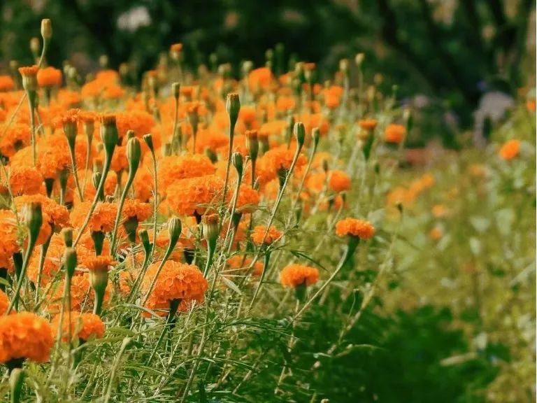 广州哪里有花海的景区,广州南沙区有哪些花海
