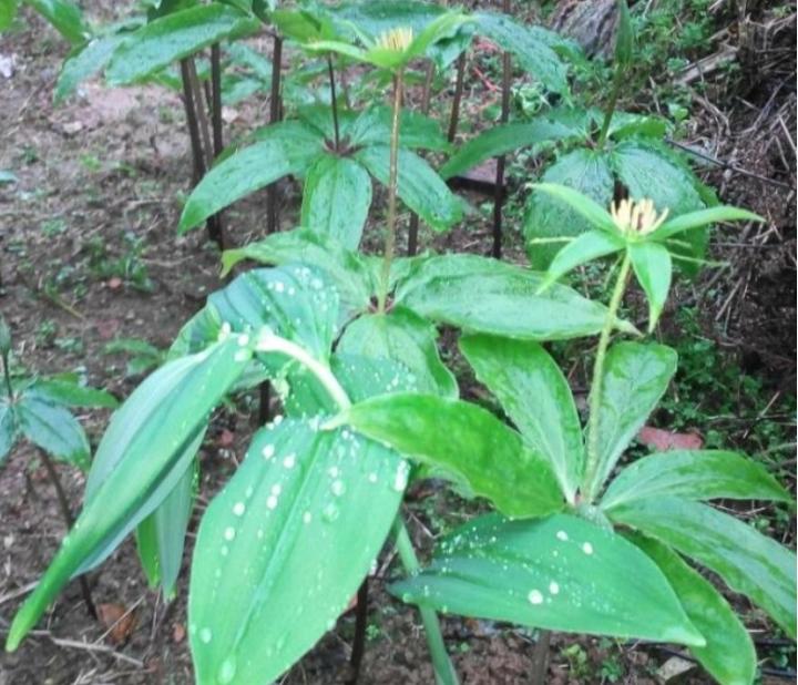 带你识别灵芝,重楼品种识别视频
