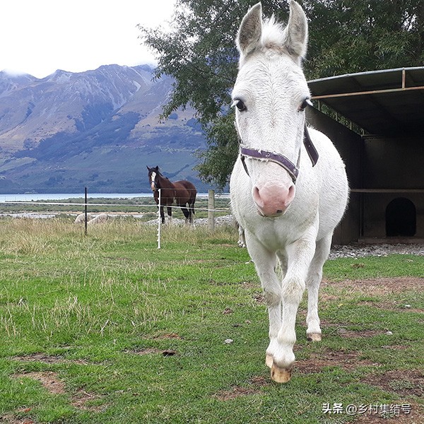 新西兰格伦诺基动物体验农场:一家以动物体验为主题的特色农场