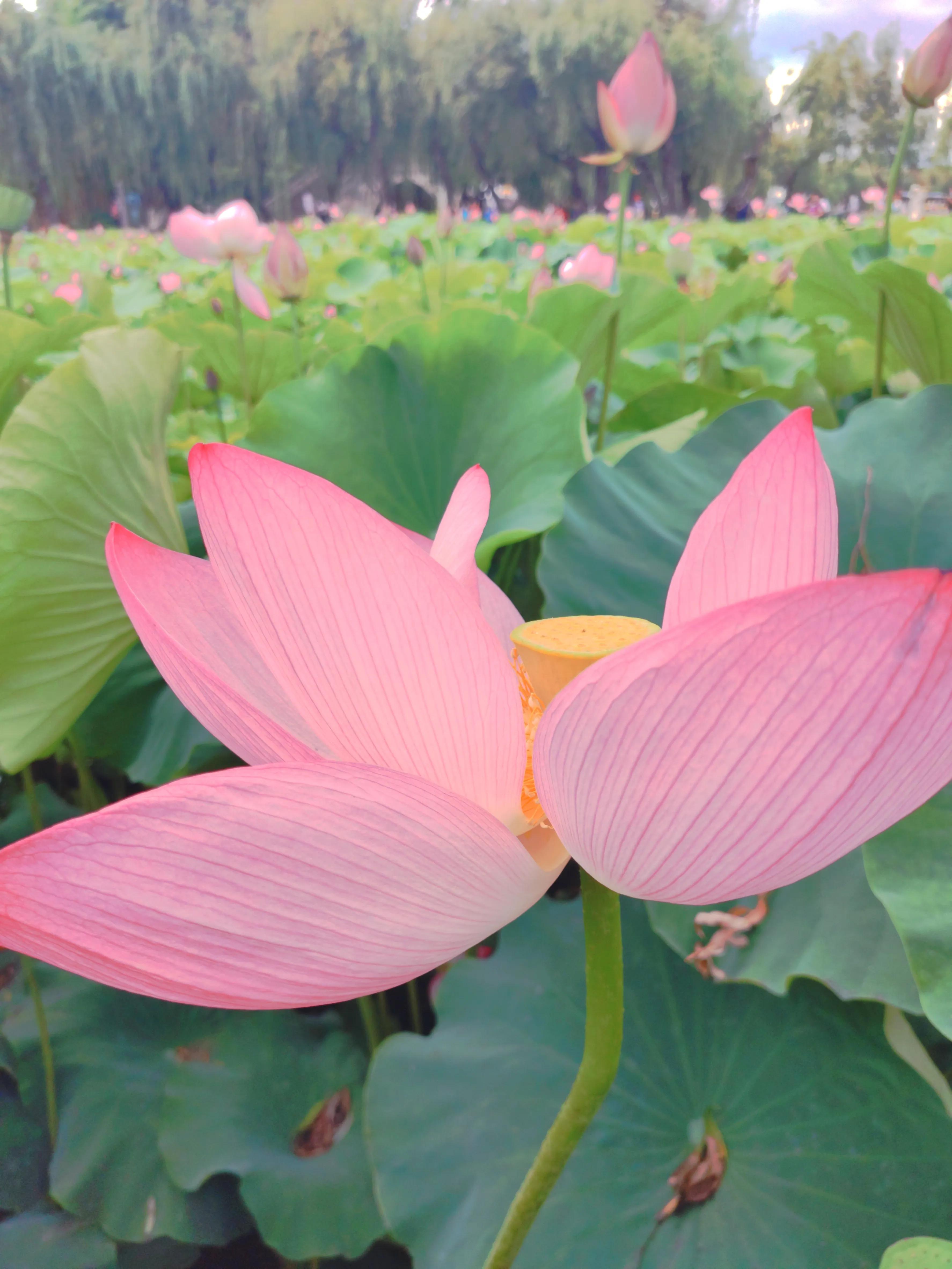 昆明周边一日游旅游景点,昆明旅游必去七大景点推荐
