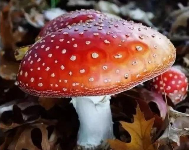 母亲为什么这么伟大完整版,母亲为什么那么伟大