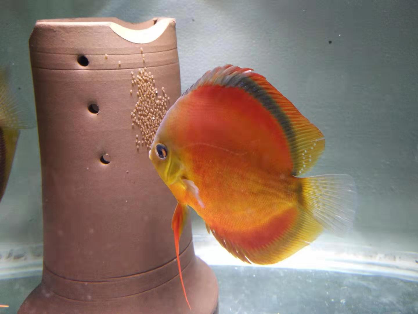 观赏鱼体表充血怎么回事,观赏鱼体表粘液分泌异常多