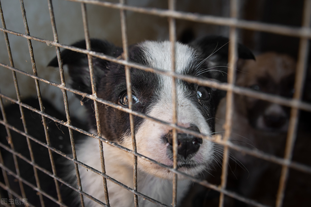 狗狗耳朵发臭有好多皮屑,狗狗耳朵痒有异味老是抓和摇头
