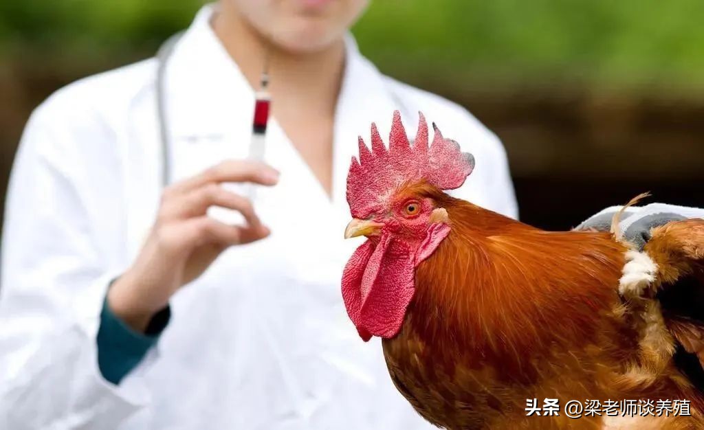 强力霉素+泰乐菌素，简单实用，防治养鸡场3大类混感病