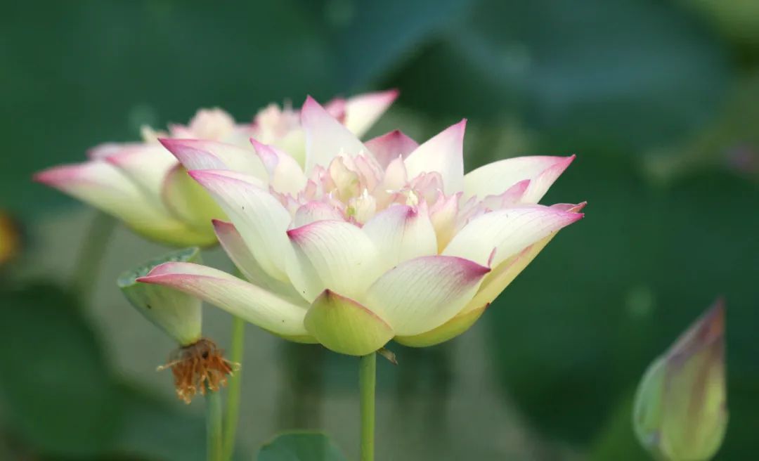 绝美的荷花品种大全图集,超好看荷花品种大型荷花