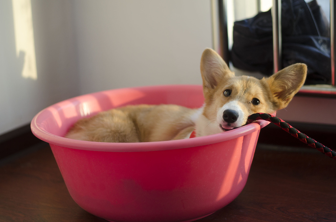 养柯基须知新手必看,养柯基需要戒掉哪些事情