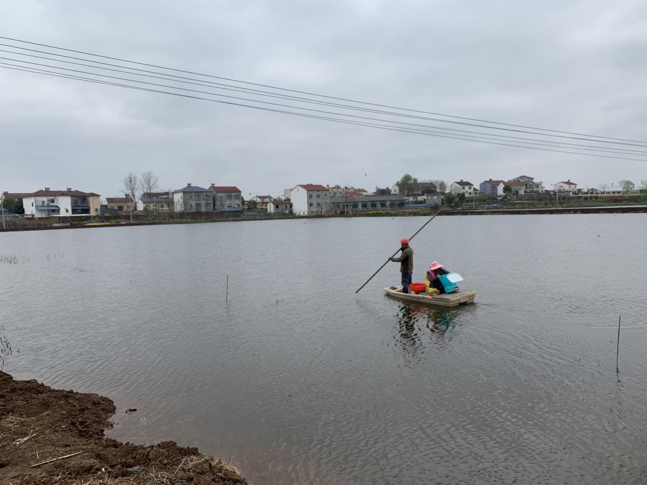 稻虾共作：田间春管少不了