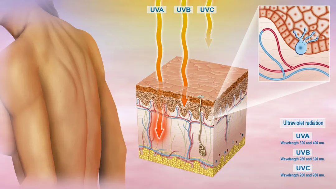 侧支循环能代替堵塞的血管吗,侧支循环打通血管