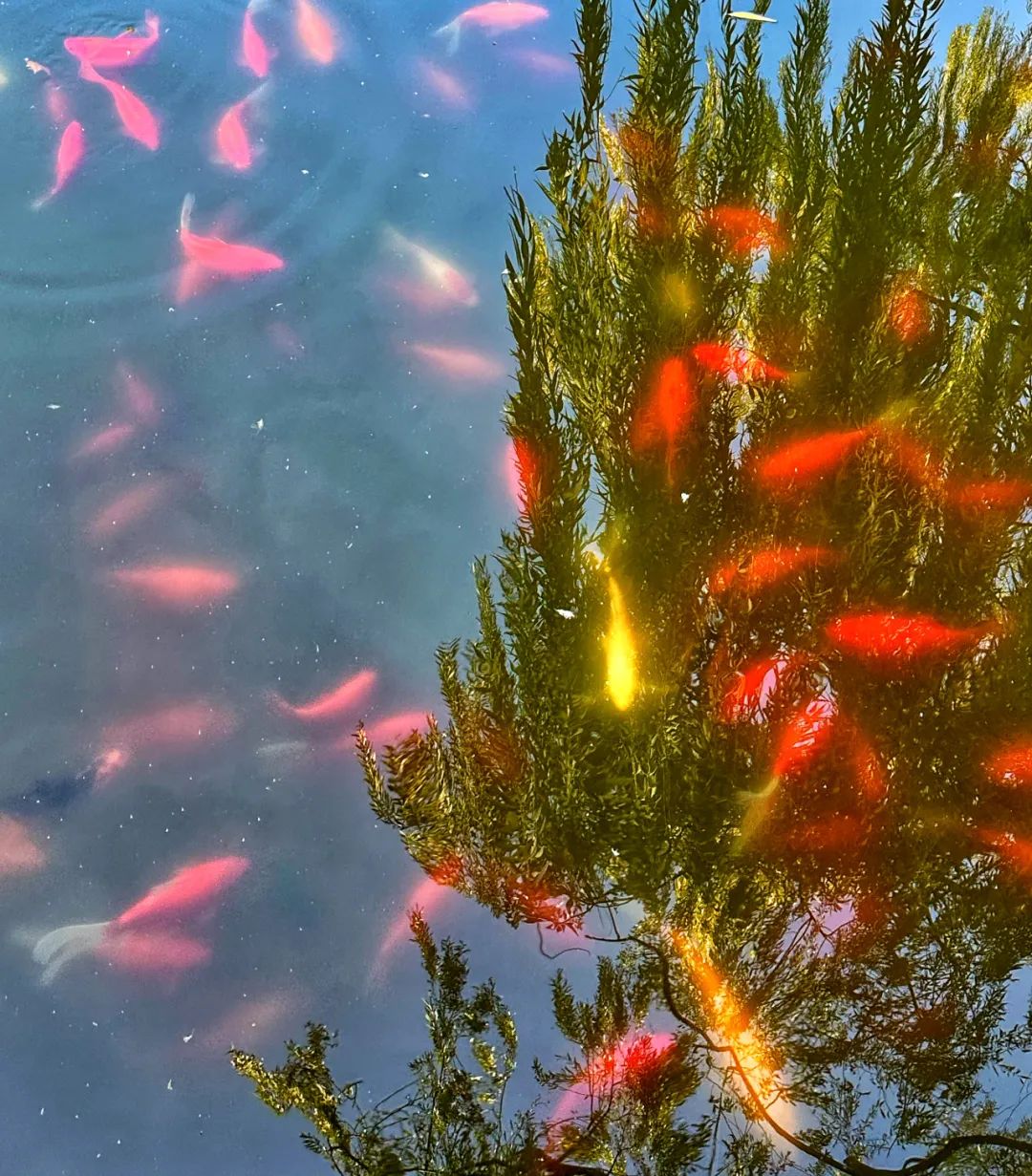 美丽的人民日报大院，我们温暖的家