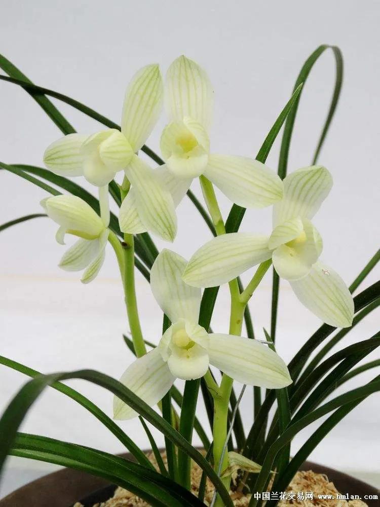 十大名贵兰花葱兰和韭兰的区别,十大名贵兰花视频