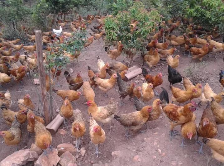 山村疯女人第七十二集,山村疯女人第五十三集