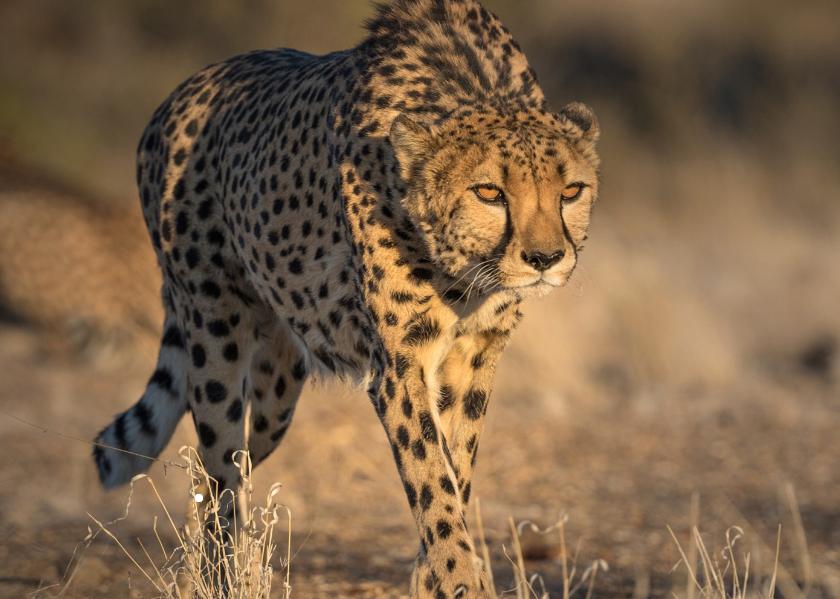 猎豹不是豹子吗,猎豹不是豹