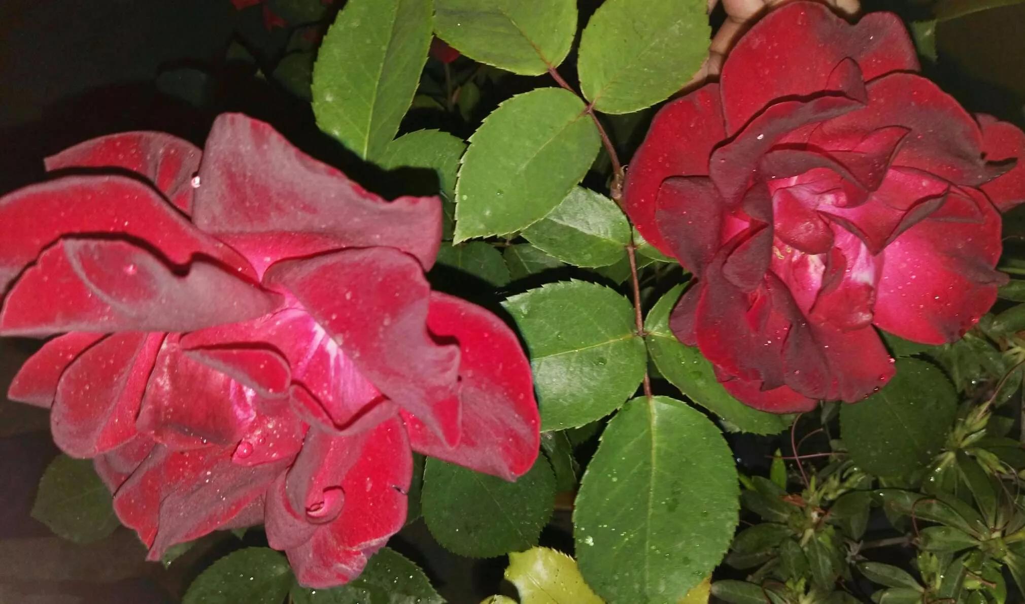 月季品种醉花,月季品种大全及图片欣赏