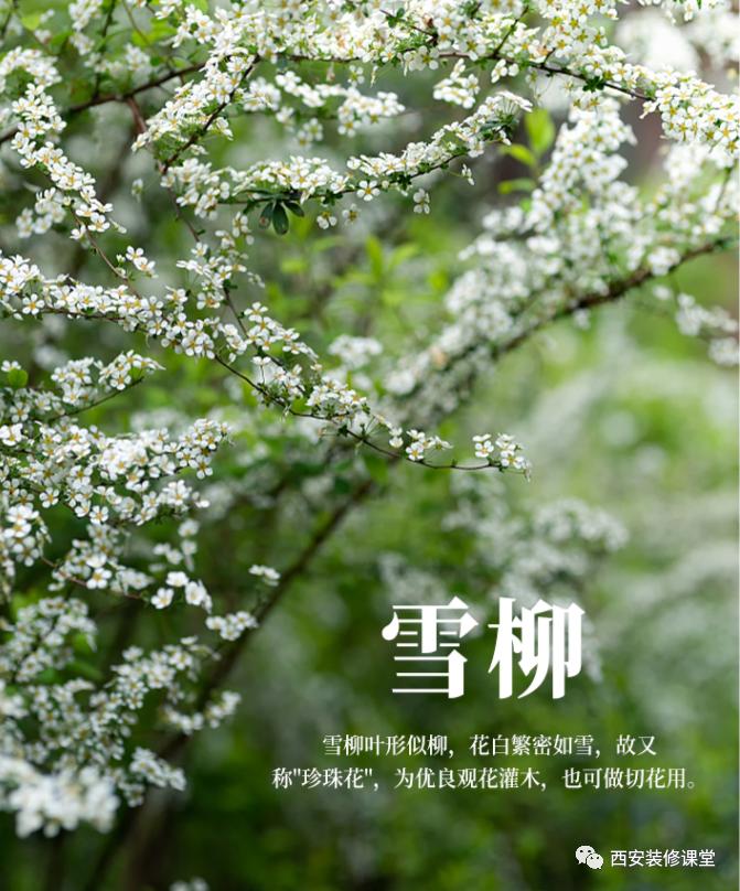 室内绿植软装搭配案例怎么摆,绿植与轻奢结合的软装搭配