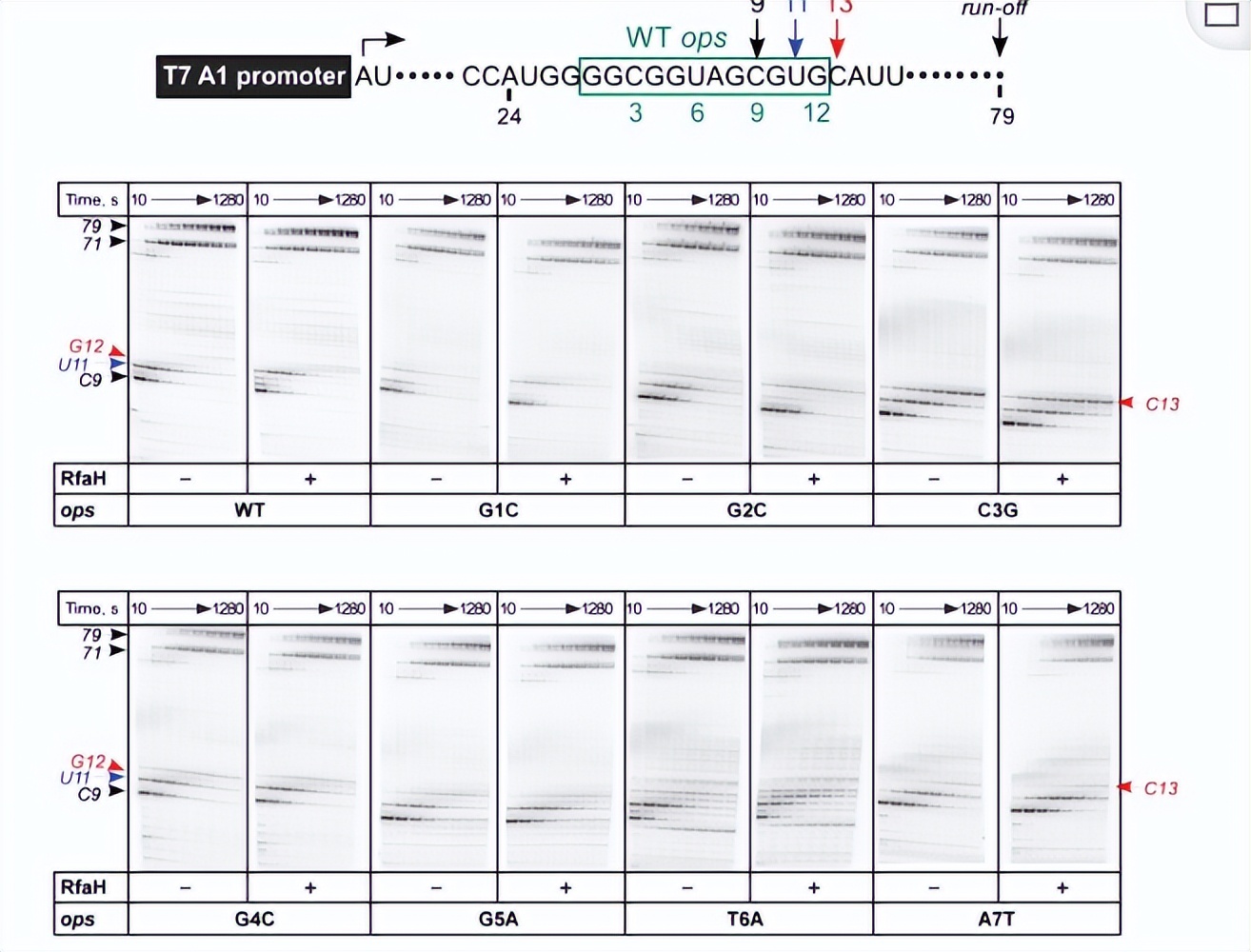 使用通过开环复分解（romp）途径衍生的抗菌聚合物检测细菌