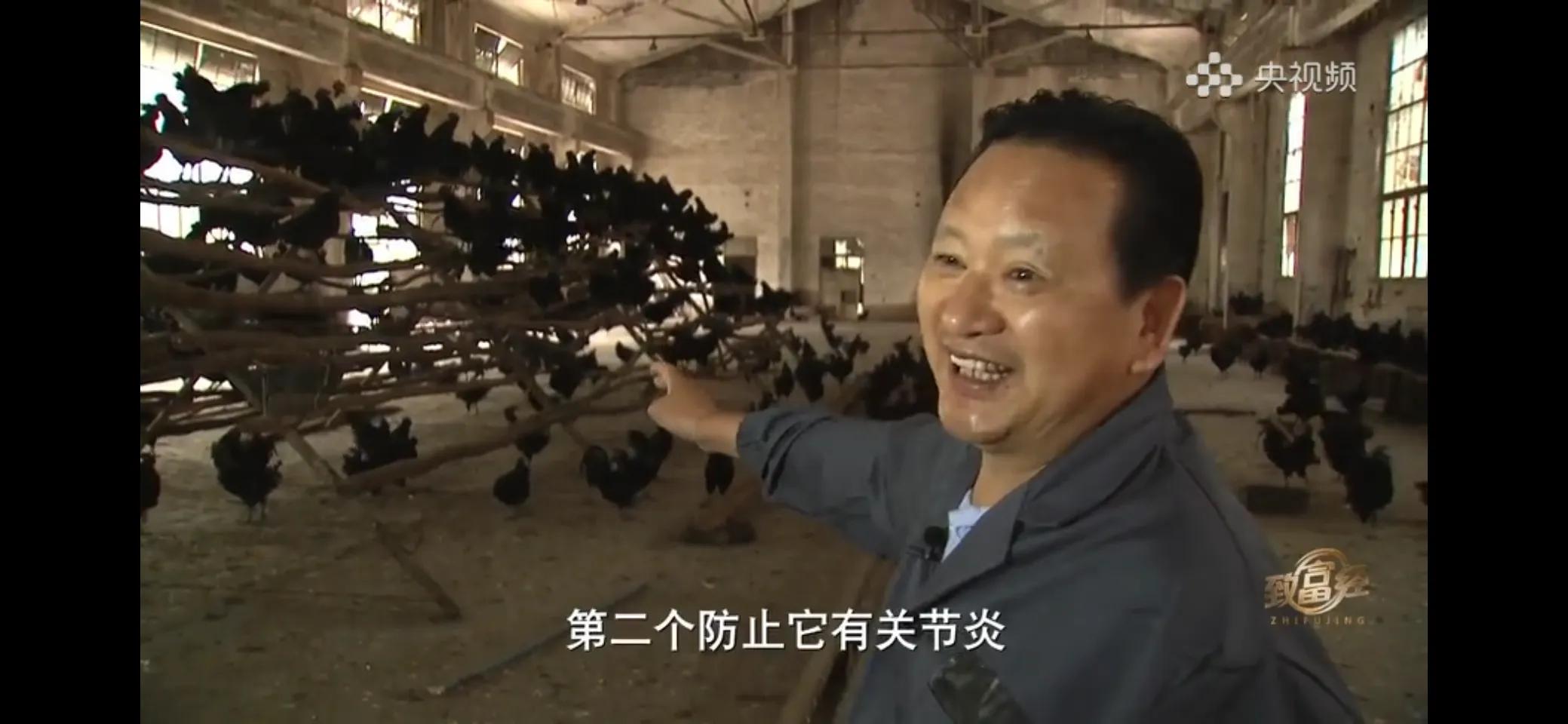 10万多只鸡养鸡场一年能挣多少,回村搞农业养殖一只鸡卖一万