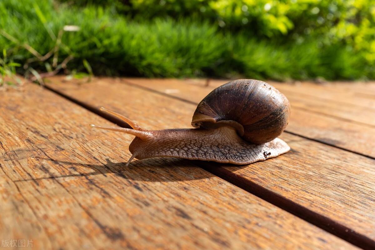 非洲大蜗牛为什么不能用手摸?它有“毒王”之称,身藏上百寄生虫