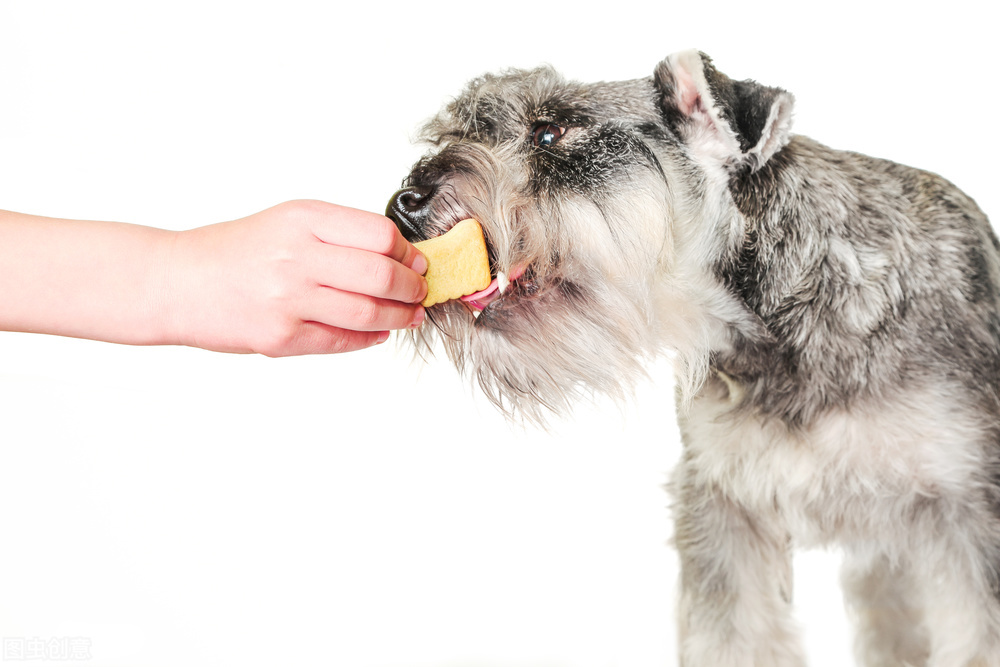 雪纳瑞和猫相处,雪纳瑞能和狸花猫一起养吗
