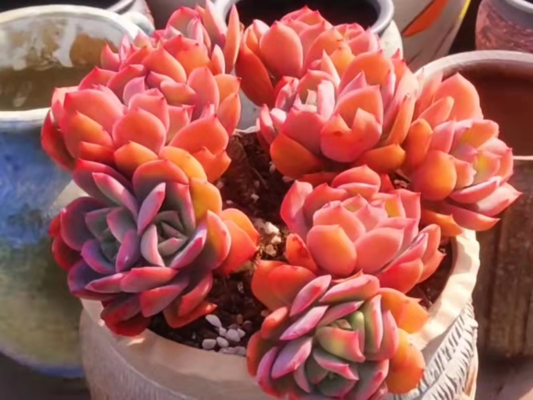 南方的多肉露养也可以很美的,东北阳台露养多肉