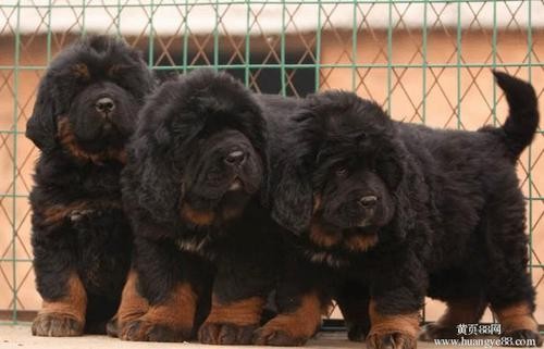 藏獒的训练方法,藏獒是怎么训练