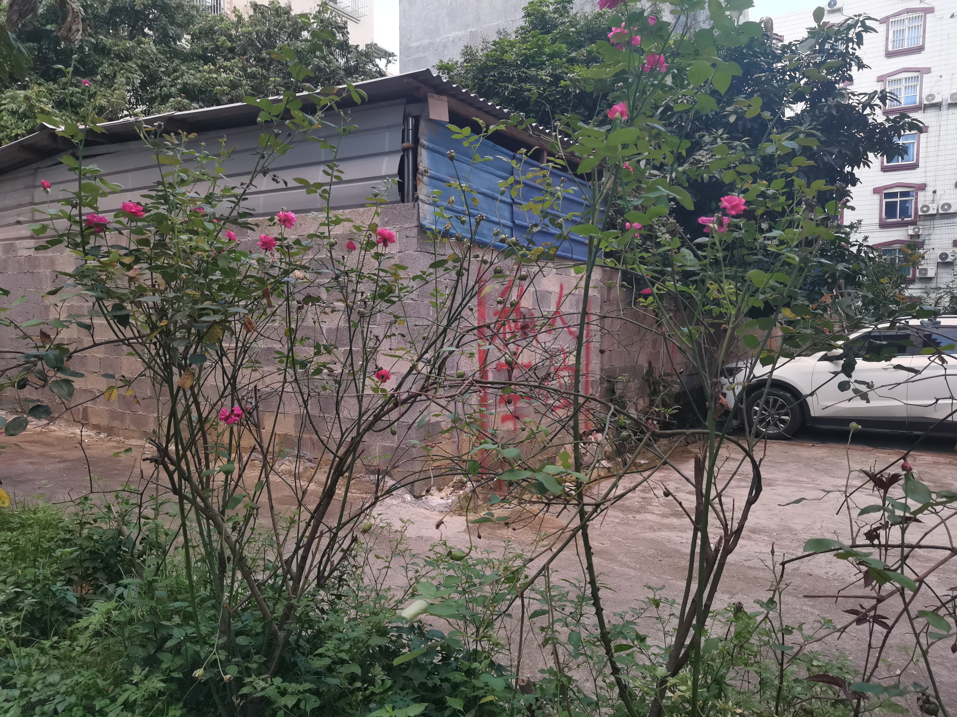 新手养花日记,新手养花玫瑰