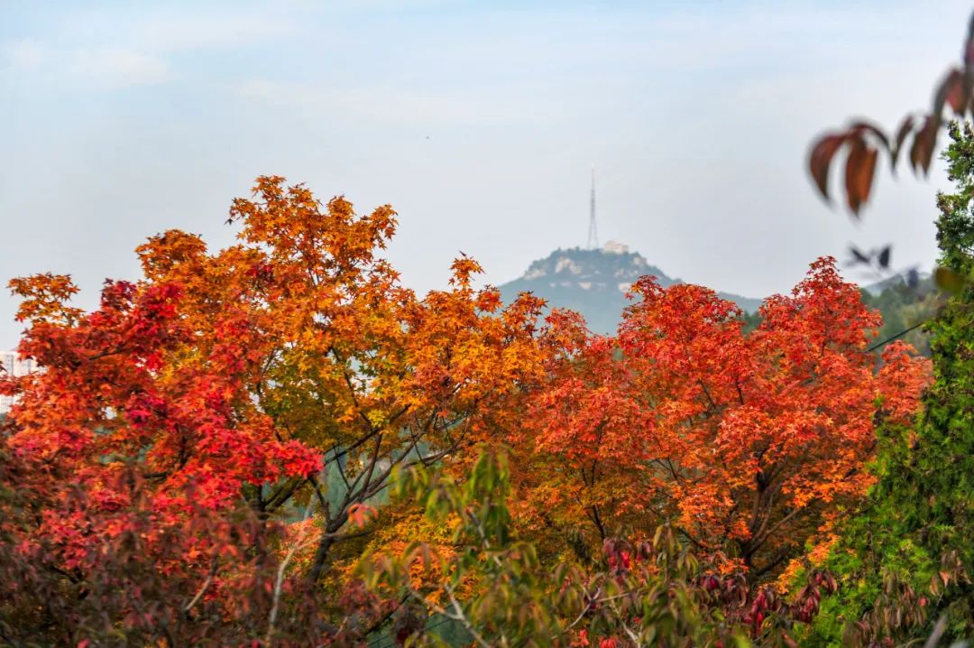入秋济南好去处,济南秋季看花打卡地