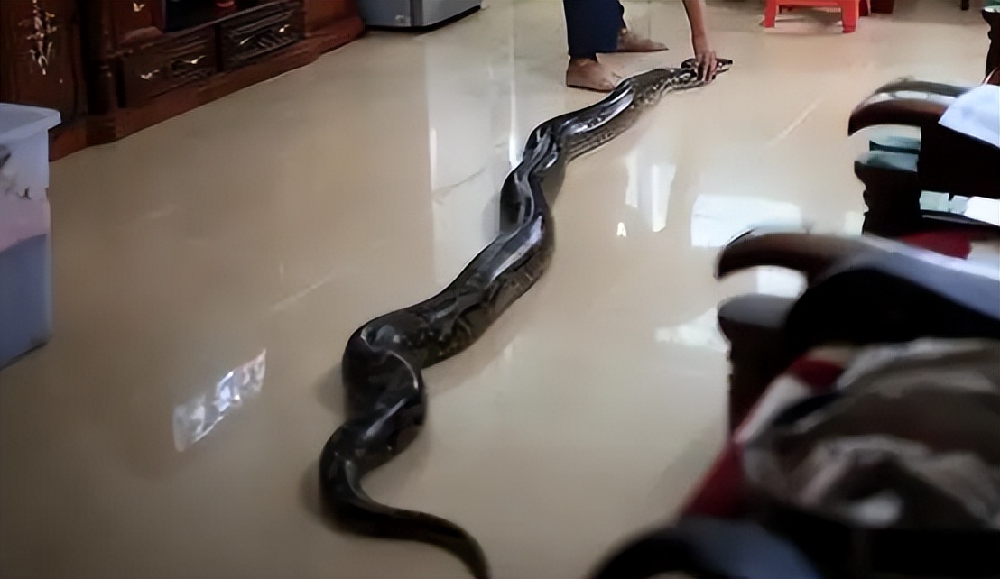 海南报恩巨蟒现况,巨蟒为报恩守护十几年