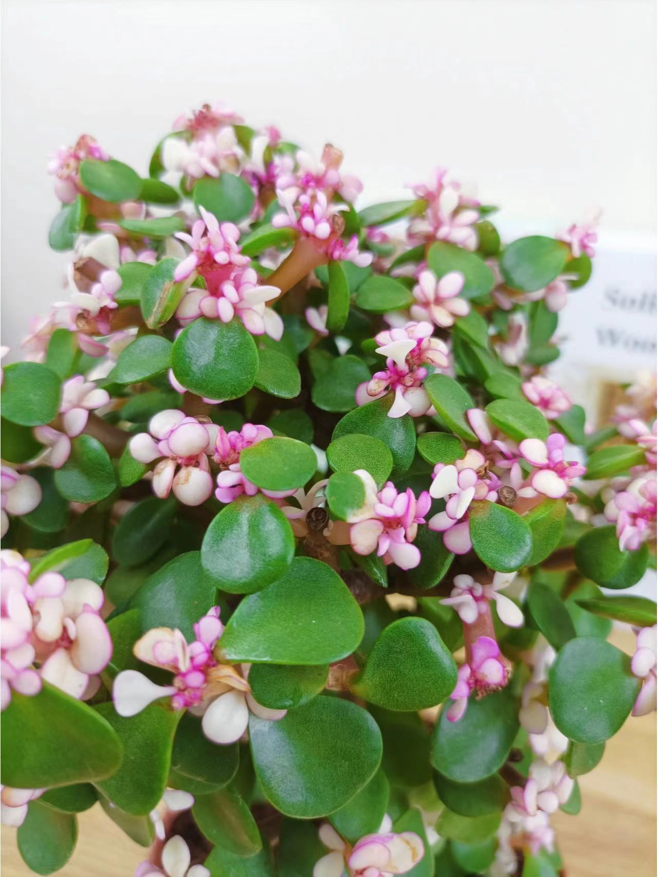 老人适合养什么花比较好,适合老年人养的花排行榜