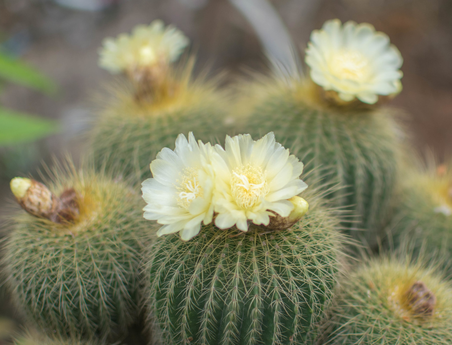 吸收甲醛的室内植物好养的有哪些,吸收甲醛最佳的十种植物排行榜