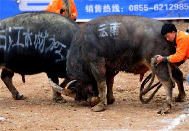 贵州牛王出战三江,牛王昆山所有视频