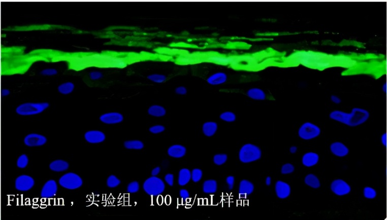 舒缓功效的成分,舒缓功效测试