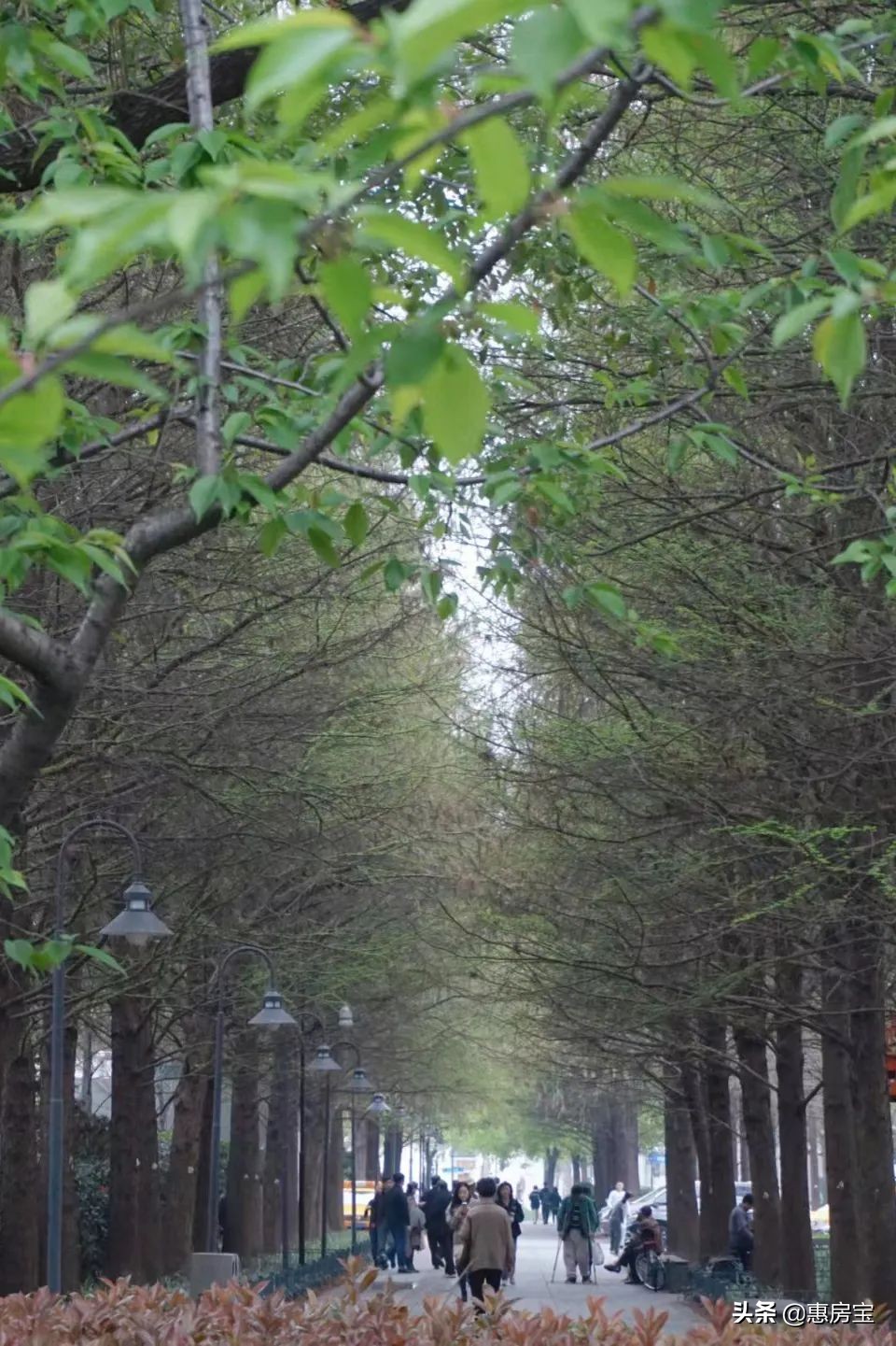 上海公园免费,上海免费公园排行