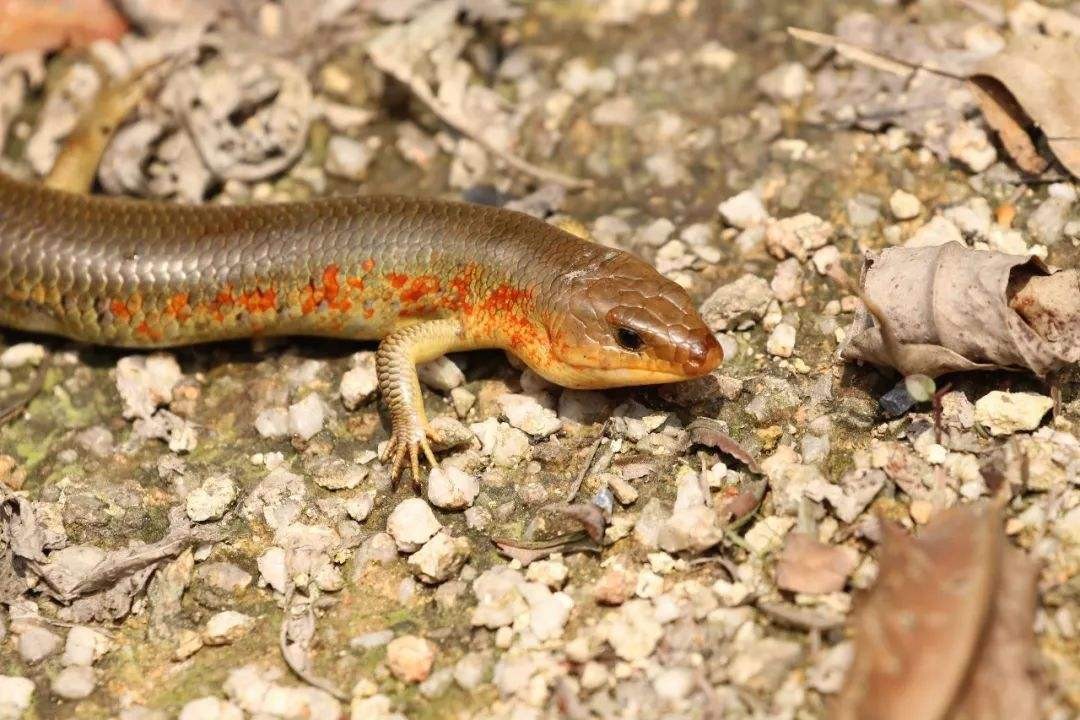 狗婆蛇是保护动物吗,农村最常见的几种蛇火蛇