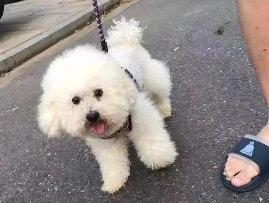 让比熊流浪等于让它“送死”，希望你别抛弃它