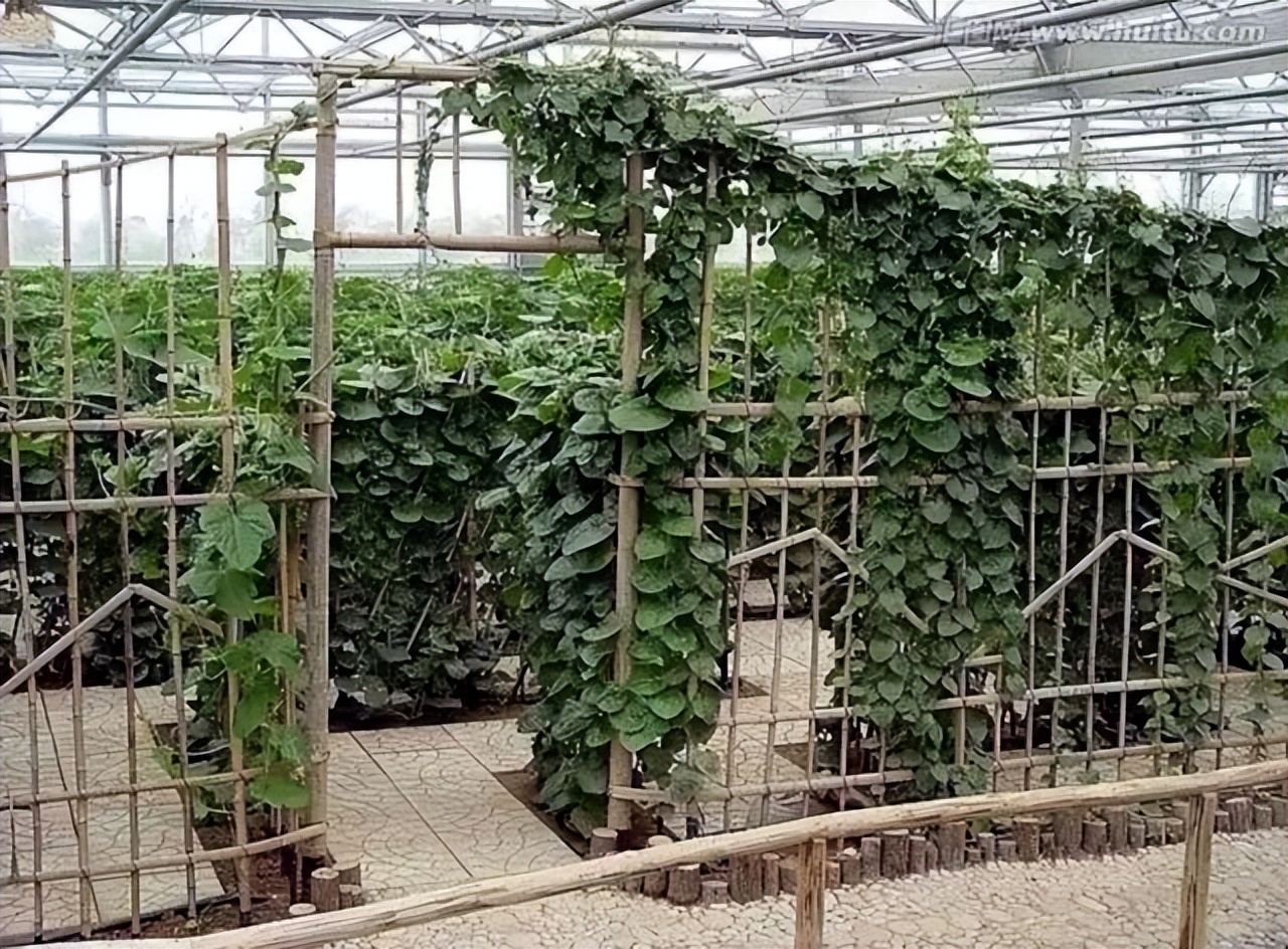 木耳菜能生吃的吗,木耳菜可以随便吃吗