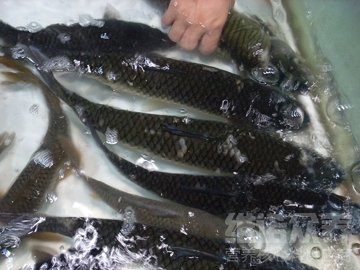 清水养草鱼一亩能养多少条草鱼,草鱼怎么饲养与管理技术