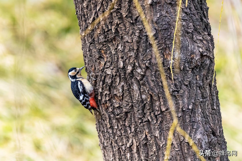 佳能rf800mmf5.6评测,佳能rf800mm二代