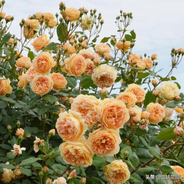 藤本月季过冬枝条发皱,月季水浇多了枝条干瘪发皱